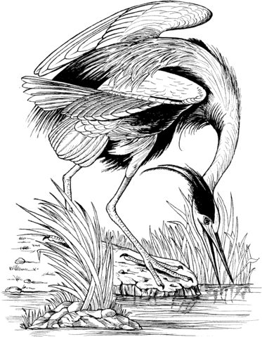 Great Blue Heron Fishing Coloring Page